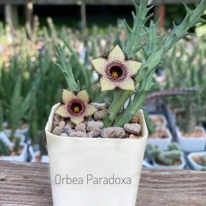 Orbea paradoxa