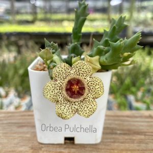 Orbea pulchella
