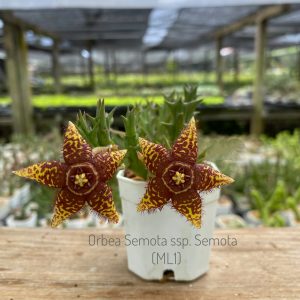 Orbea semota ssp. semota