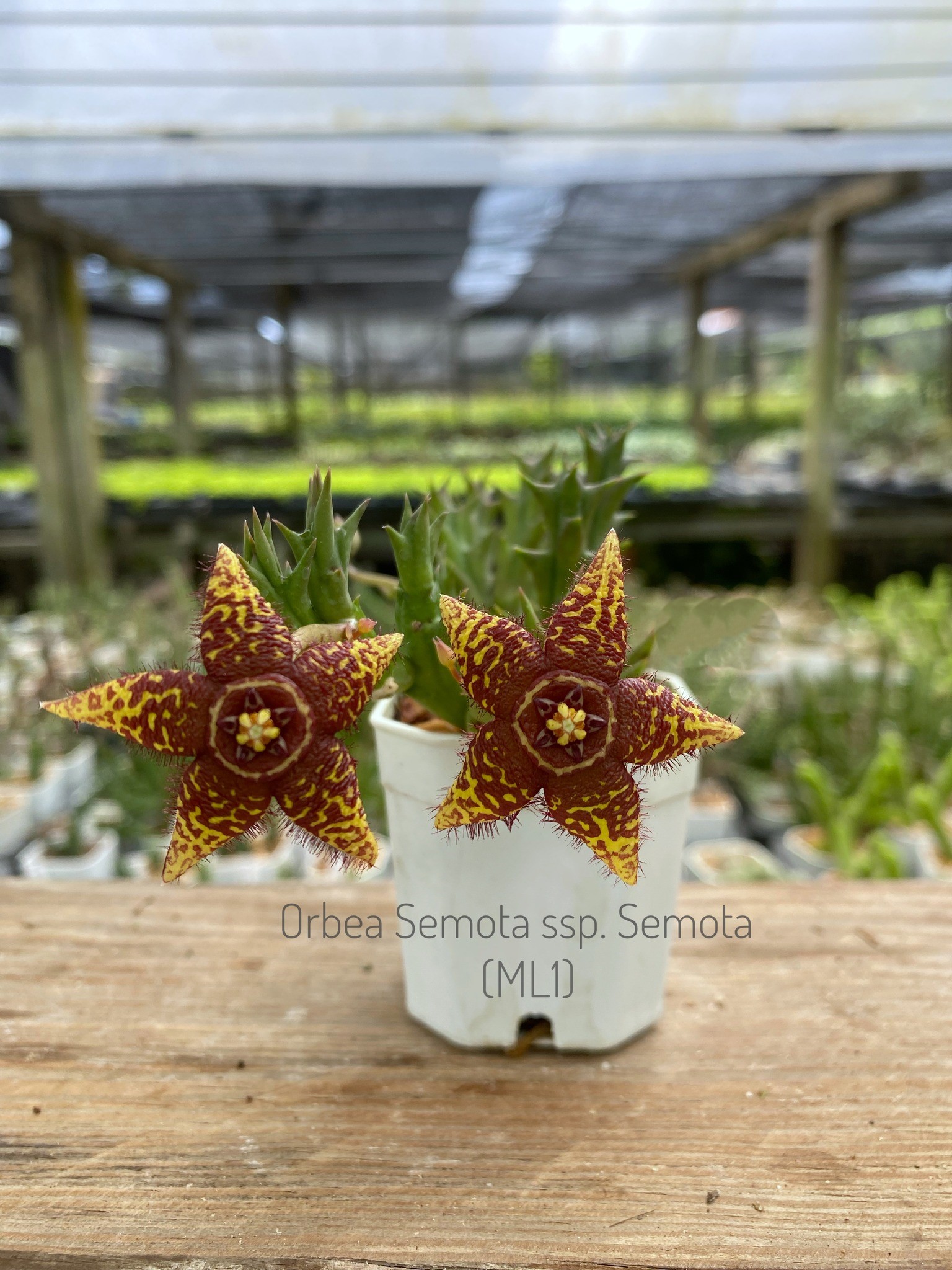 Orbea semota ssp. semota