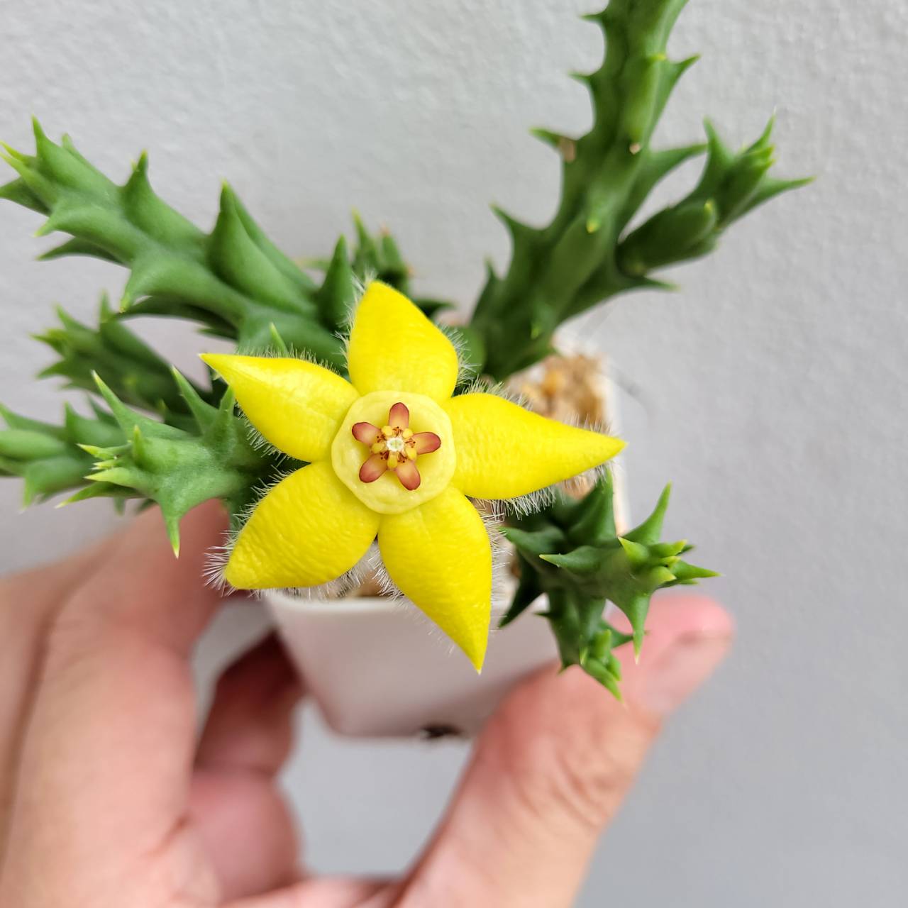 Orbea semota var.Lutea - Image 4