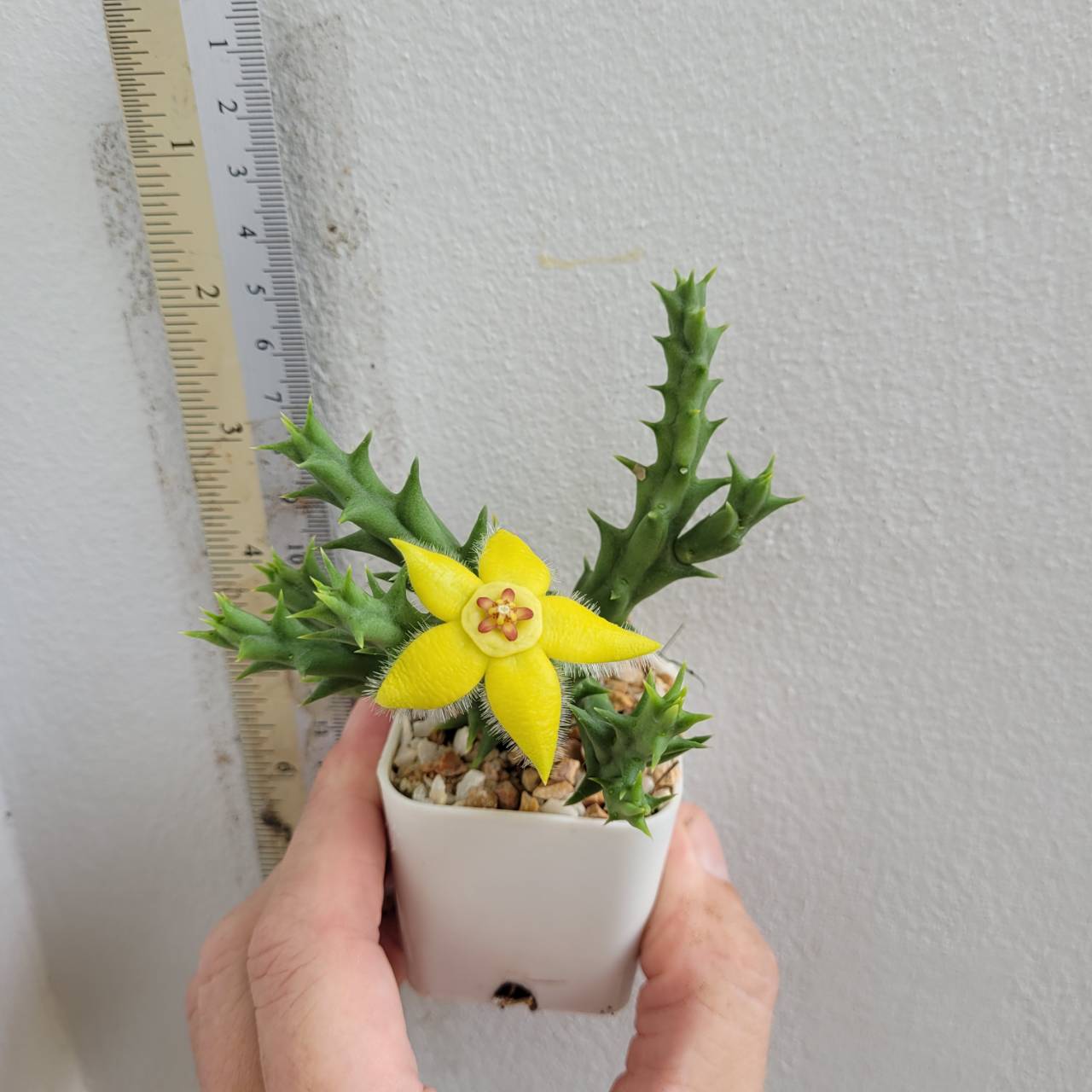 Orbea semota var.Lutea - Image 3