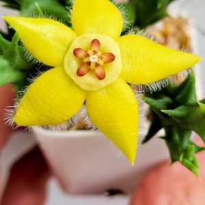 Orbea semota var.Lutea