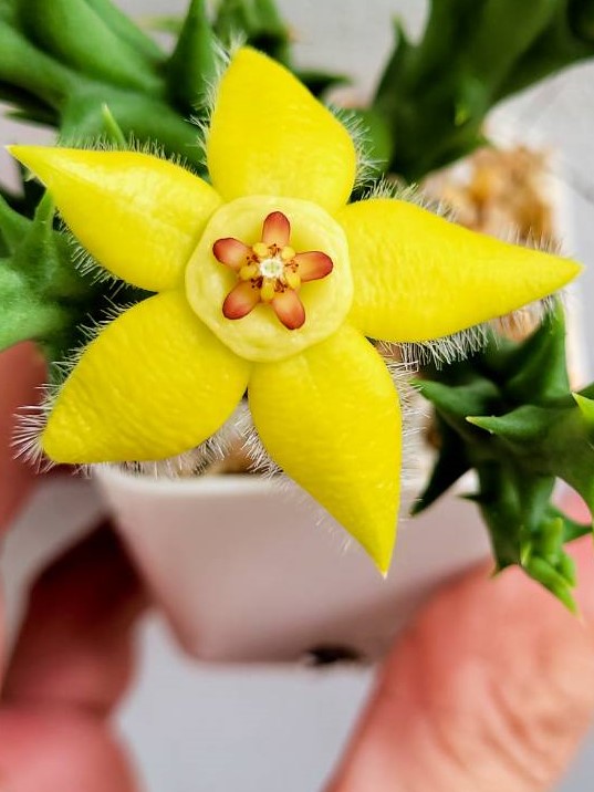 Orbea semota var.Lutea
