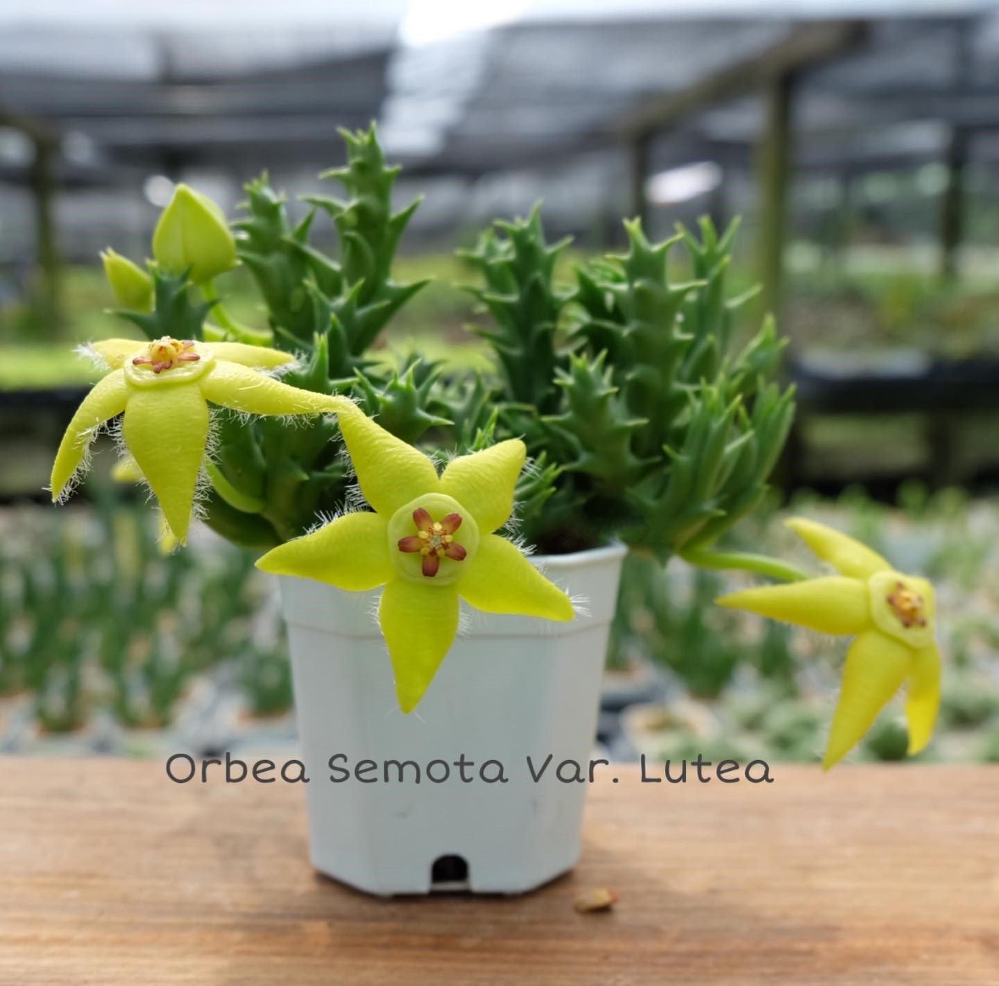 Orbea semota var.Lutea - Image 5