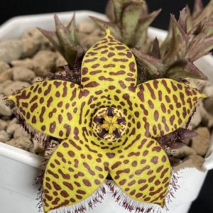 Orbea speciosa (golden clone)