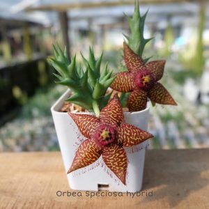 Orbea speciosa hybrid