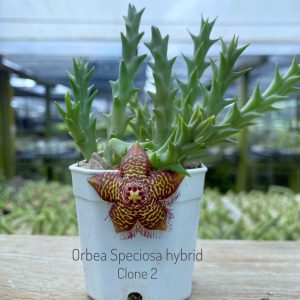 Orbea speciosa hybrid clone 2