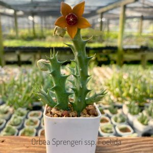 Orbea sprengeri ssp. foetida