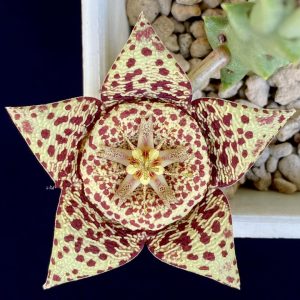 Orbea variegata
