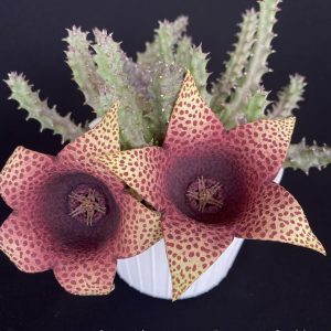 Orbea variegata x Tavaresia barklyi