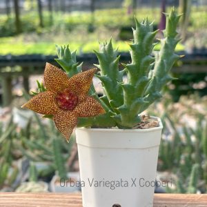 Orbea variegata x cooperi