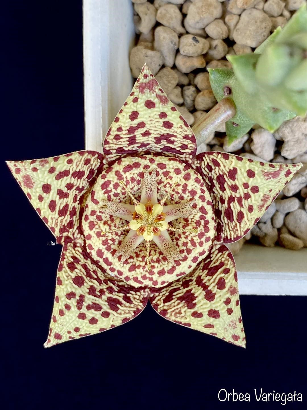 Orbea variegata