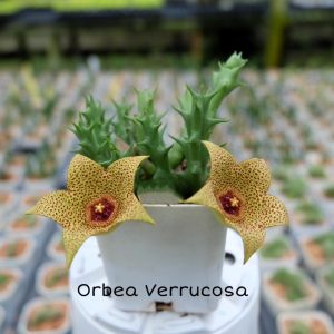 Orbea verrucosa.