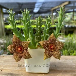 Orbea verrucosa cooperi