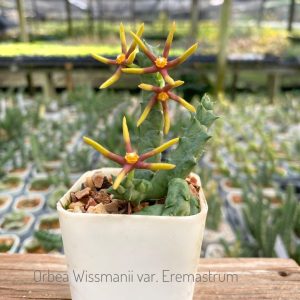 Orbea wissmanii var eremastrum