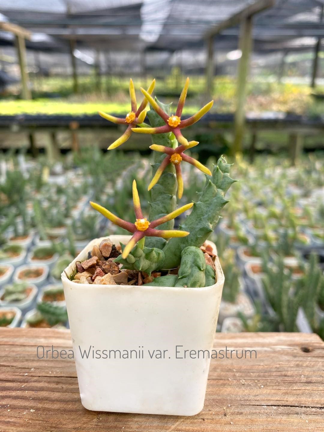 Orbea wissmanii var eremastrum