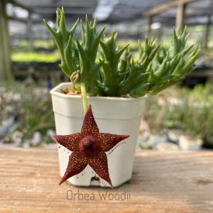 Orbea woodii