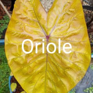 Colocasia oriole