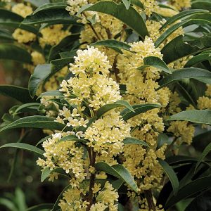 Osmanthus fragrans