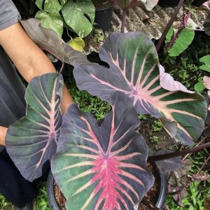 Colocasia pana asmala