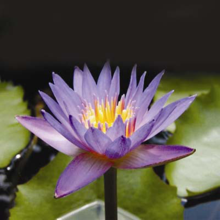 Nymphaea Panama Pacific