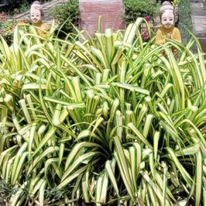 Pandanus baptistii variegata