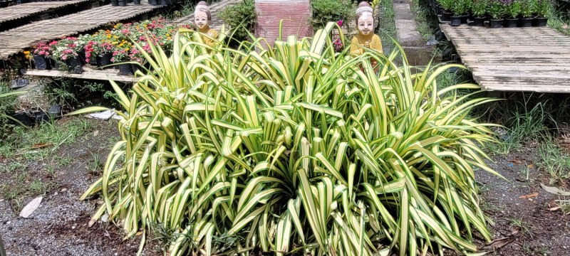 Pandanus baptistii variegata