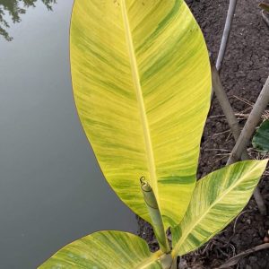 Musa papua