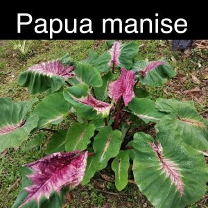 Colocasia papua manise