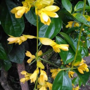 Petraeovitex bambusetorum. Nong Nooch Vine
