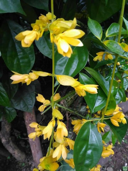 Petraeovitex bambusetorum. Nong Nooch Vine