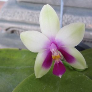 Phalaenopsis violaceae