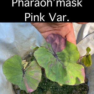 Colocasia phraraoh' mask pink var