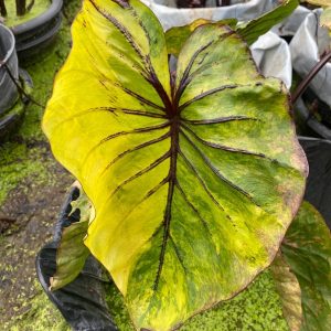 Colocasia King Tut's mask, variegated