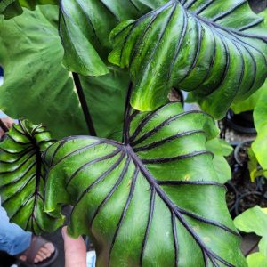 Colocasia Pharoh's Mask