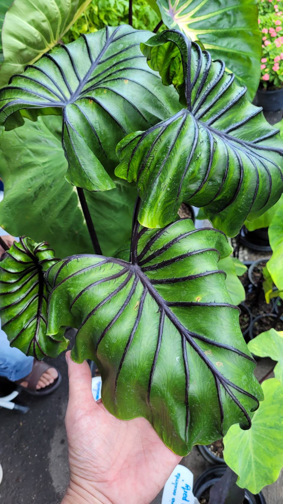 Colocasia Pharoh's Mask