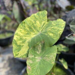 Colocasia phet sam yot
