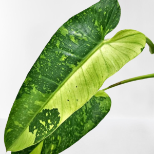 Philodendron Jose Buono variegated
