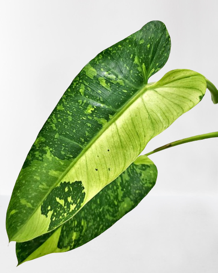 Philodendron Jose Buono variegated
