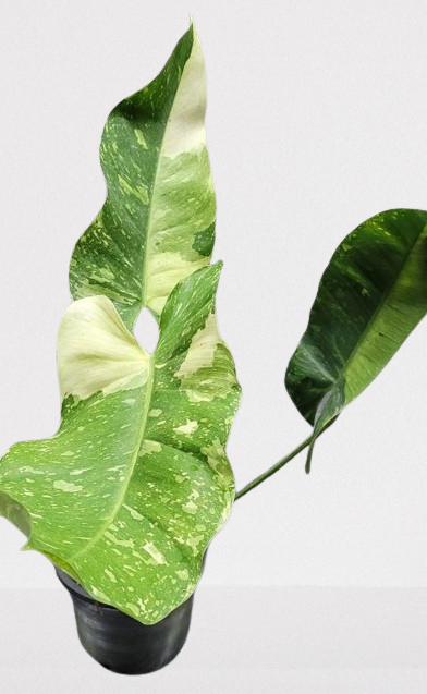 Philodendron Jose Buono variegated - Image 2