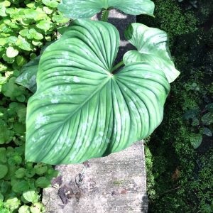 Philodendron mamei (plowmanii hybrid)