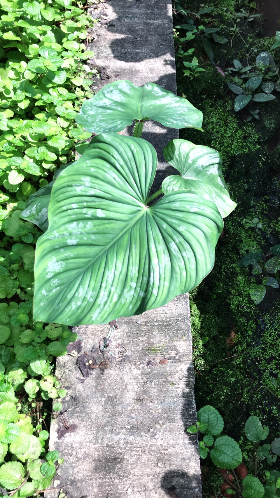Philodendron mamei (plowmanii hybrid)