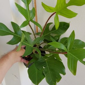 Philodendron squamiferum