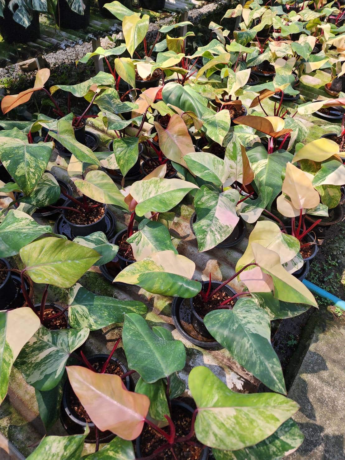 Philodendron Strawberry shake - Image 2