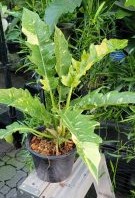 Philodendron Tiger tooth variegated - Image 2