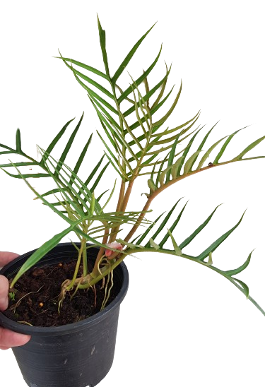 Philodendron Tortum / New batch from tissue culture - Image 3
