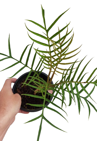 Philodendron Tortum / New batch from tissue culture - Image 2