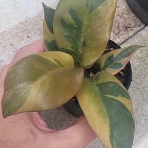 Philodendron black cardinal variegated