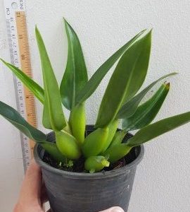 Philodendron martianum